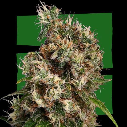 vasco da grama critical x white widow nasiona marihuany feminizowane