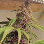 red-kachina-female-weeds-conscious-genetics nasiona marihuany feminizowane