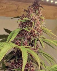 red-kachina-female-weeds-conscious-genetics nasiona marihuany feminizowane