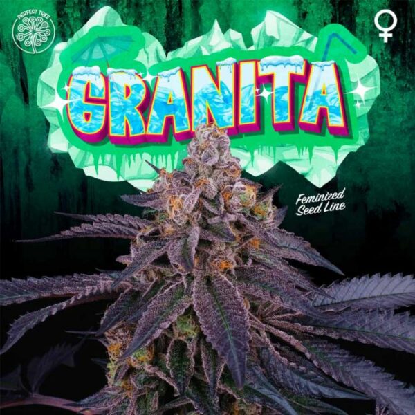 granita-weed-seeds-perfect-tree nasiona marihuany feminizowane