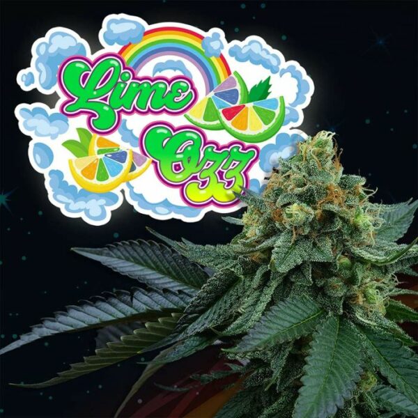 lime-ozz-weed-seed-perfect-tree-seeds nasiona marihuany feminizowane