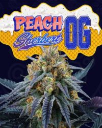 peach-sherbert-og perfect tree nasiona marihuany feminizowane
