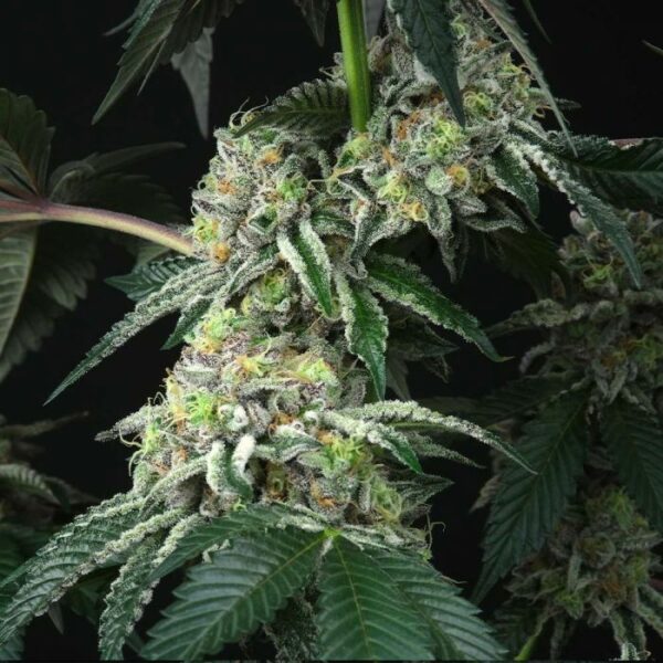 perfect tree bingsu-regular nasiona marihuany niefeminizowane