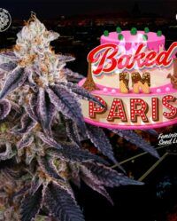 Baked in Paris perfect tree nasiona marihuany feminizowane