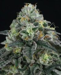 bingsu-regular nasiona marihuany perfect tree niefeminizowane