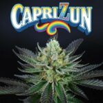 capri-zun-weed-seed-perfect-tree-seeds nasiona marihuany feminizowane