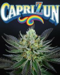 capri-zun-weed-seed-perfect-tree-seeds nasiona marihuany feminizowane