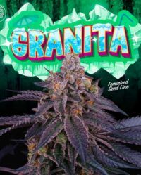 granita-weed-seeds-perfect-tree nasiona marihuany feminizowane