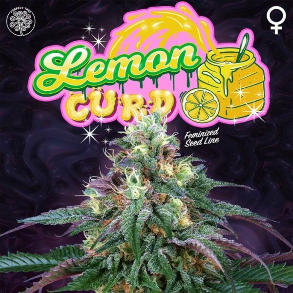 lemon-curd-weed-seed-perfect-tree-seeds nasiona marihuany feminizowane