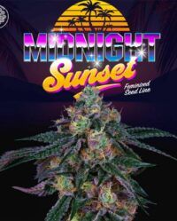 midnight-sunset-jet-a-female-weed-seed-perfect-tree nasiona marihuany feminizowane