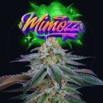 mimozz-weed-seed-perfect-tree-seed nasiona marihuany feminizowane