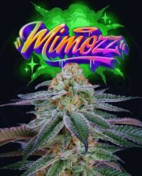 mimozz-weed-seed-perfect-tree-seed nasiona marihuany feminizowane