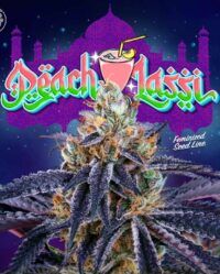 peach-lassi-weed-seed-perfect-tree-seeds nasiona marihuany femnizowane