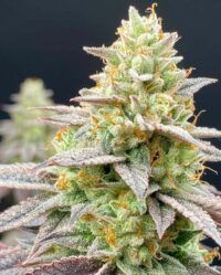 perfect-triangle-x-peach-ozz-weed-seeds-perfect-tree nasiona marihuany feminizowane