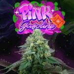 pink-gasoline-weed-seeds-perfect-tree-seeds nasiona marihuany feminizowane