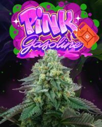 pink-gasoline-weed-seeds-perfect-tree-seeds nasiona marihuany feminizowane