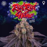 red-wine-jet-a-female-weed-seed-perfect-tree nasiona marihuany feminizowane