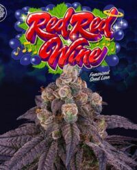 red-wine-jet-a-female-weed-seed-perfect-tree nasiona marihuany feminizowane