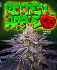 rotten-apple-jet-a-female-weed-seed-perfect-tree nasiona marihuany feminizowane