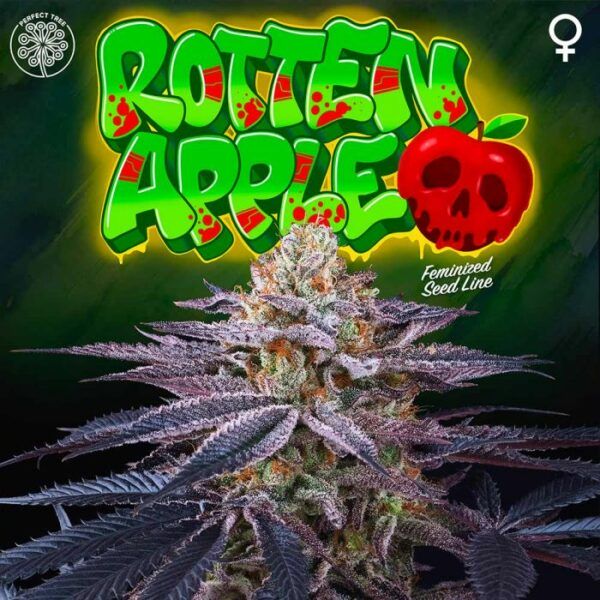 rotten-apple-jet-a-female-weed-seed-perfect-tree nasiona marihuany feminizowane
