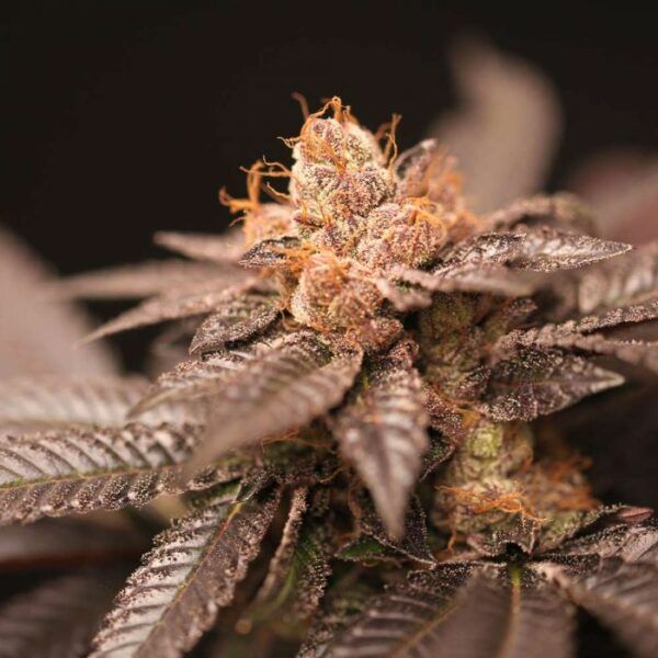 spritz-regular perfect tree nasiona marihuany niefeminizowane