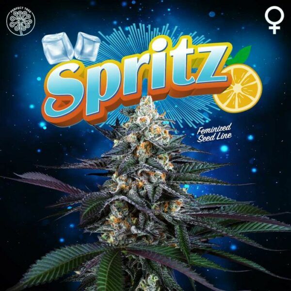 spritz-weed-seed-perfect-tree-seeds nasiona marihuany feminizowane