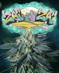 zai-zai-weed-seed-perfect-tree-seeds nasiona marihuany feminizowane