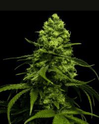 AK47 Auto Wolne Konopie