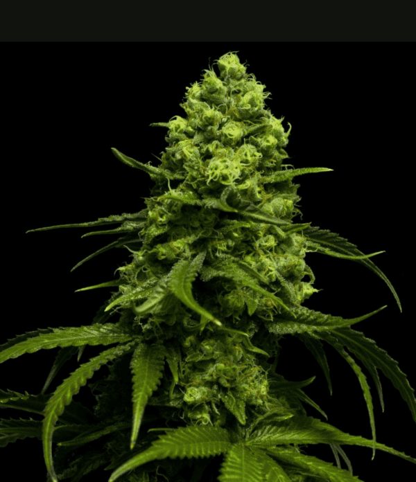 AK47 Auto Wolne Konopie