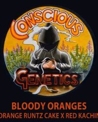 bloody-oranges-conscious-genetics-feminised-cannabis-seeds cannabis feminized