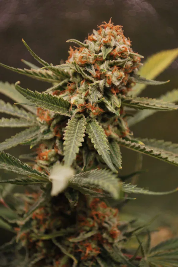 amnesia lemoniada cannabis odmiany marihuany breedbros
