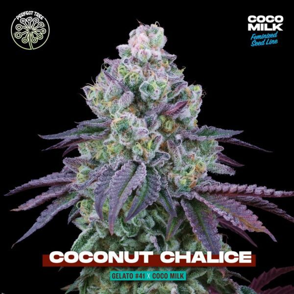 perfect-tree-coconut-chalice-feminized-cannabis-seeds nasiona marihuany