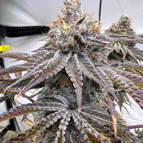 zapplez-2-0-strain-conscious-genetics nasiona feminizowane