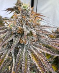 zapplez-2-0-strain-conscious-genetics nasiona feminizowane