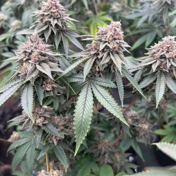 blood-diamonds-2.0-seeds-cannabis-feminized-conscious-genetics nasiona feminizowane