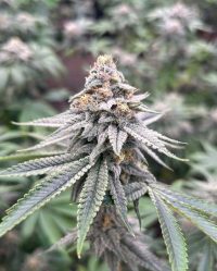 blood-diamonds-2.0-seeds-cannabis-feminized-conscious-genetics nasiona feminizowane