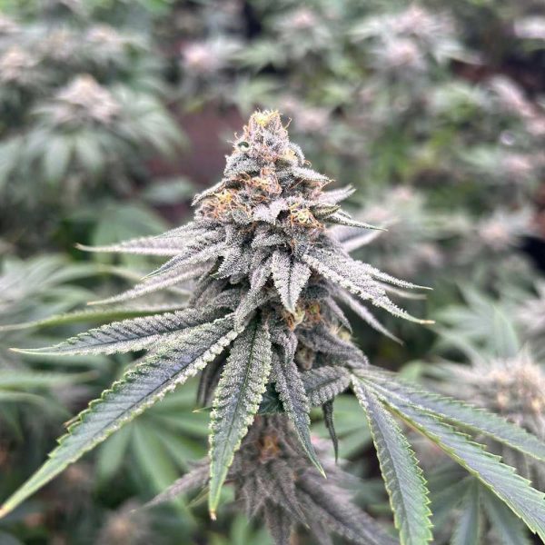 blood-diamonds-2.0-seeds-cannabis-feminized-conscious-genetics nasiona feminizowane