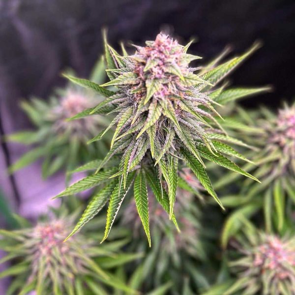 blood-diamonds-2.0-seeds-cannabis-feminized-conscious-genetics nasiona feminizowane