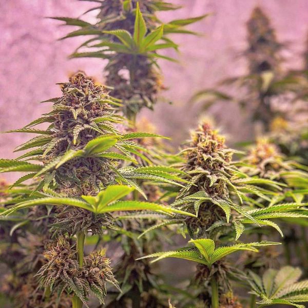 blood-diamonds-2.0-seeds-cannabis-feminized-conscious-genetics nasiona feminizowane