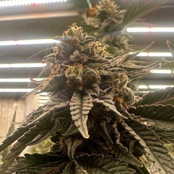 conscious-waferz-genetics-pink nasiona feminizowane