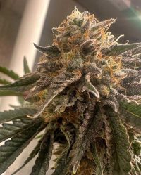 conscious-waferz-genetics-pink nasiona feminizowane