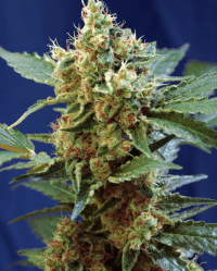 cream mandarin auto xl sweet seeds nasiona feminizowane automatyczne