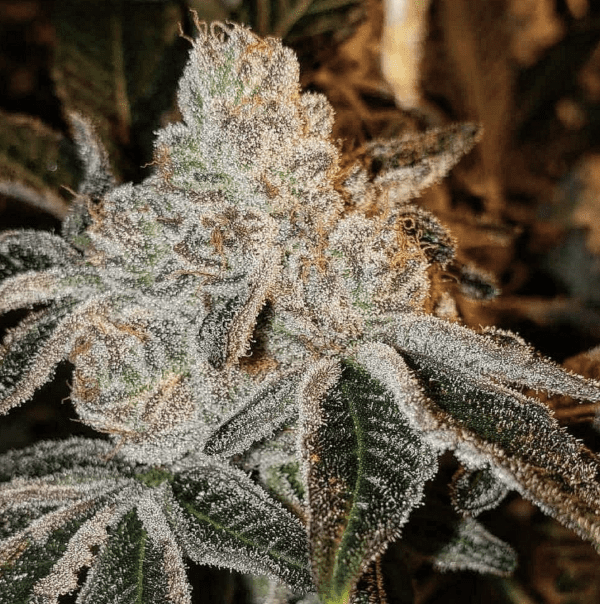 johnny dank R1 ethos genetics nasiona feminizowane