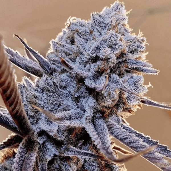 Zwarta, jasnozielona topka Lilac Diesel z fioletowymi akcentami i wyraźną warstwą trichomów.