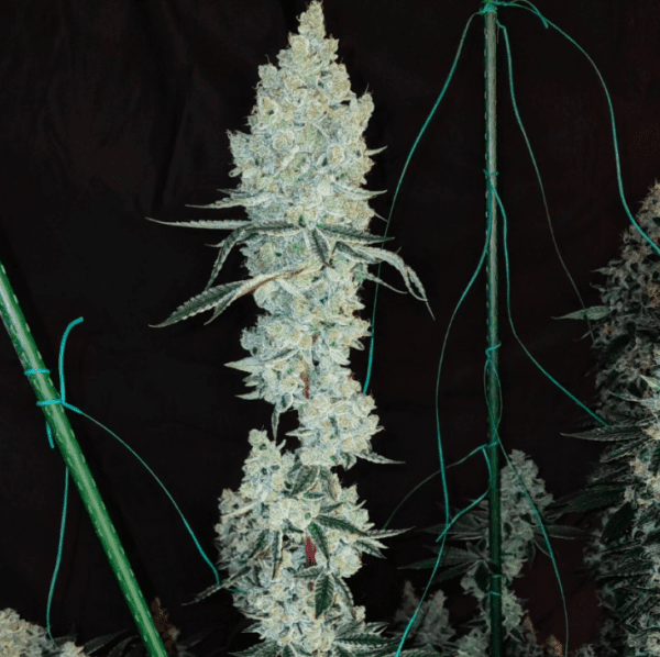 Lemon Cherry Pie R1