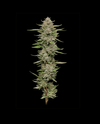 hella jelly humboldt seeds nasiona feminizowane company