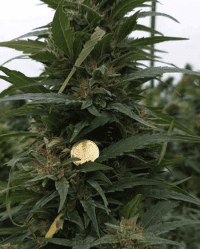 zucchera cbd nasiona konopi siewnych niecertyfikowane feminizowane
