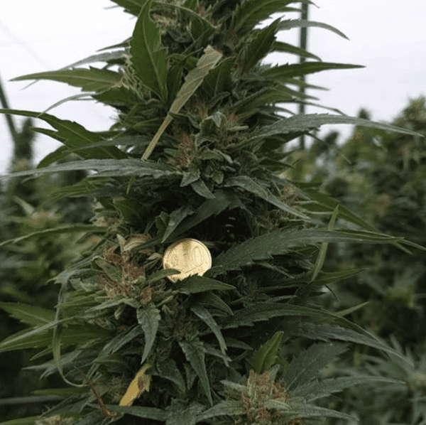 zucchera cbd nasiona konopi siewnych niecertyfikowane feminizowane