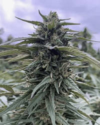 merlot cbd nasiona konopi siewnych feminizowane