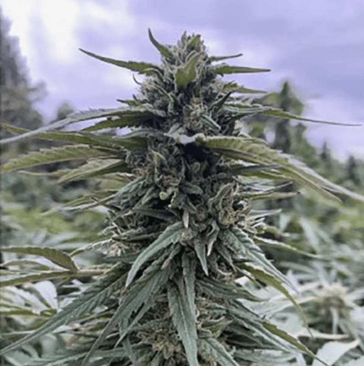 merlot cbd nasiona konopi siewnych feminizowane